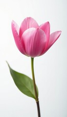 Naklejka premium Delicate pink petals unfolding on a white background, bloom, white background