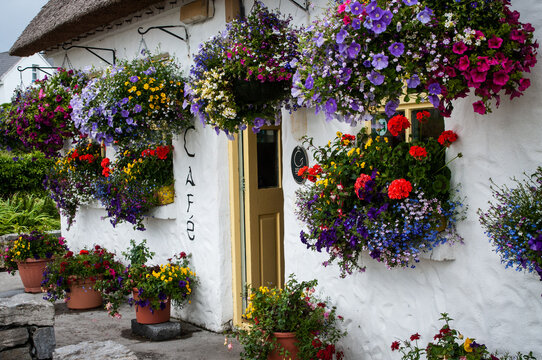 Colorful hanging flower baskets decorate the white wall of a cafe on the island of Inishmore, one of western Ireland's Aran Islands.