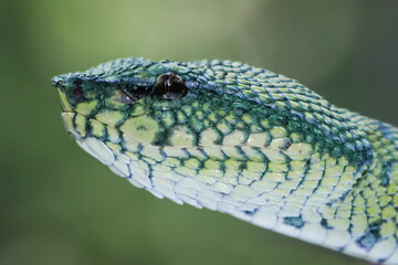 Tropidolaemus subannulatus wagleri viper closeup on branch, Tropidolaemus subannulatus closeup, Closeup snake