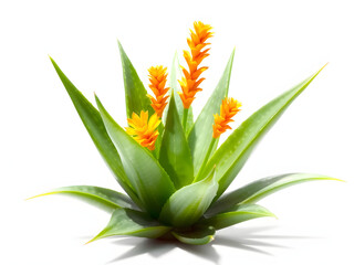 Obraz premium exotic flower isolated on white background