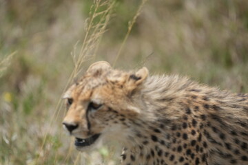 portrait of a young teenage cheetah while on the move, serengeti national park, tanzania