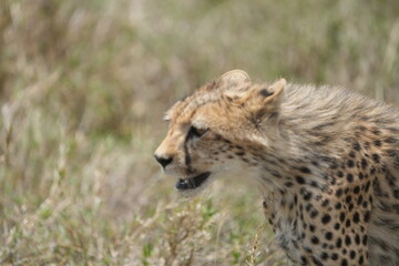 portrait of a young teenage cheetah while on the move, serengeti national park, tanzania