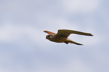 Turmfalke bei der Jagd mit erbeuteter Maus