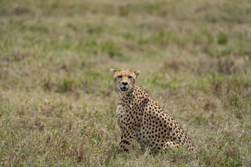 portrait of a female cheetah (cheeta, jachtluipaard), in the serengeti national park in tanzania