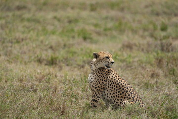 portrait of a female cheetah (cheeta, jachtluipaard), in the serengeti national park in tanzania