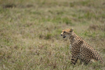 portrait of a female cheetah (cheeta, jachtluipaard), in the serengeti national park in tanzania