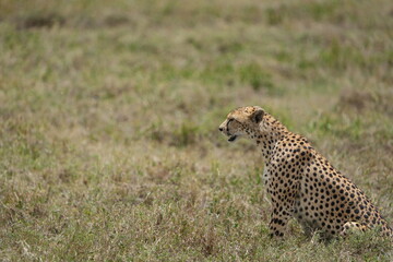 portrait of a female cheetah (cheeta, jachtluipaard), in the serengeti national park in tanzania