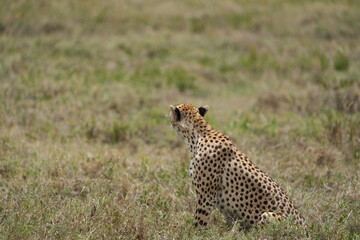 portrait of a female cheetah (cheeta, jachtluipaard), in the serengeti national park in tanzania