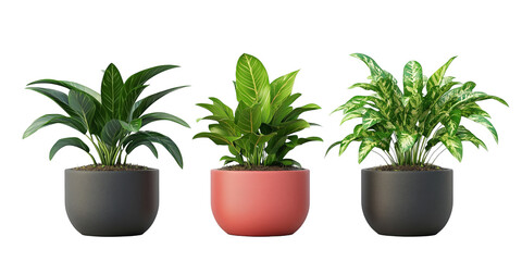 Fototapeta premium Three Dieffenbachia Plants in Pots: A vibrant collection of three Dieffenbachia plants in stylish, modern pots, showcasing their lush green foliage and unique leaf patterns.