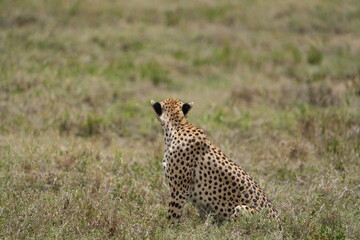portrait of a female cheetah (cheeta, jachtluipaard), in the serengeti national park in tanzania