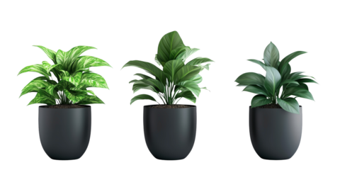 Three potted plants: A trio of vibrant, lush green plants in black pots, showcasing their delicate leaves, adding a touch of natural beauty and serenity to any indoor space.