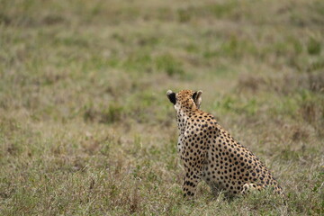 portrait of a female cheetah (cheeta, jachtluipaard), in the serengeti national park in tanzania