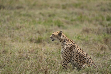 portrait of a female cheetah (cheeta, jachtluipaard), in the serengeti national park in tanzania