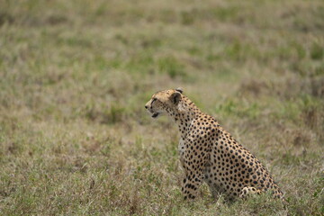 portrait of a female cheetah (cheeta, jachtluipaard), in the serengeti national park in tanzania