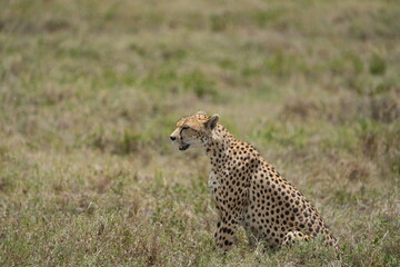 portrait of a female cheetah (cheeta, jachtluipaard), in the serengeti national park in tanzania