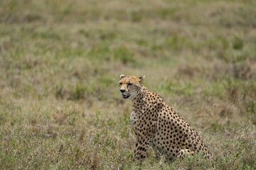 portrait of a female cheetah (cheeta, jachtluipaard), in the serengeti national park in tanzania