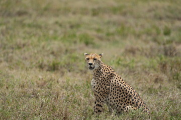 portrait of a female cheetah (cheeta, jachtluipaard), in the serengeti national park in tanzania