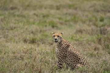portrait of a female cheetah (cheeta, jachtluipaard), in the serengeti national park in tanzania