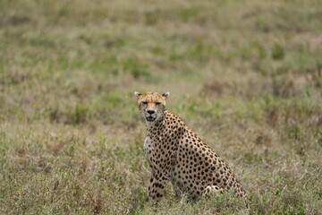 portrait of a female cheetah (cheeta, jachtluipaard), in the serengeti national park in tanzania
