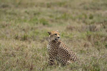 portrait of a female cheetah (cheeta, jachtluipaard), in the serengeti national park in tanzania
