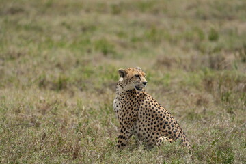 portrait of a female cheetah (cheeta, jachtluipaard), in the serengeti national park in tanzania