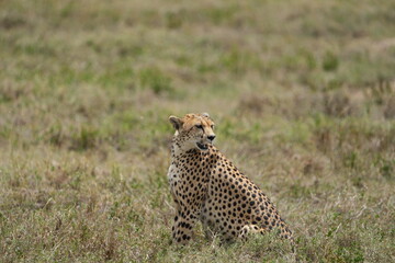 portrait of a female cheetah (cheeta, jachtluipaard), in the serengeti national park in tanzania