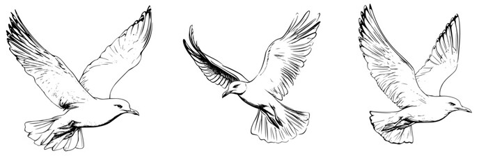 Fototapeta premium Detailed sketches of flying birds showcasing different wing positions and styles in a natural setting