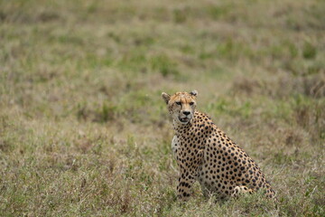 portrait of a female cheetah (cheeta, jachtluipaard), in the serengeti national park in tanzania