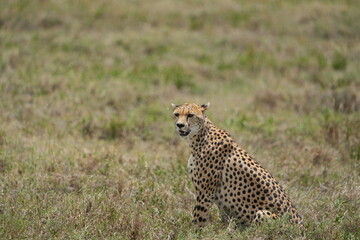 portrait of a female cheetah (cheeta, jachtluipaard), in the serengeti national park in tanzania