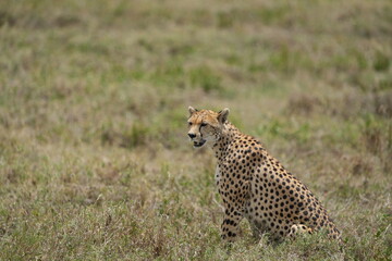 cheetah in serengeti national park