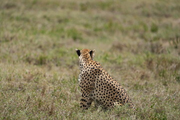 cheetah resting in the grass