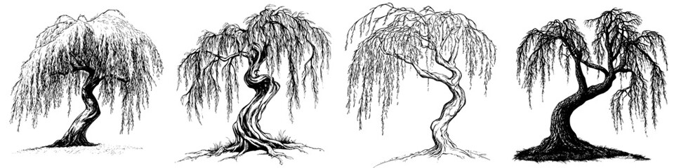 Obraz premium Willow trees in a series of sketches showcasing unique shapes and textures under varying artistic styles