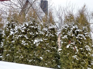 Evergreen shrubs blanketed in snow surround a charming house, evoking a peaceful winter atmosphere in the neighborhood