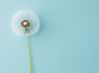 Fototapeta premium Beautiful close-up of a dandelion, a spring abstract nature wallpaper. dandelion with water drops on a blue-green background, macro photograph. 