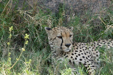 portrait headshot of a cheetah in the serengeti national park tanzania