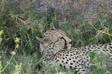 portrait headshot of a cheetah in the serengeti national park tanzania