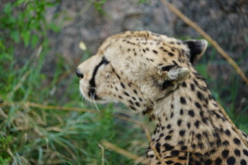 headshot of a cheetah, cheetah portrait, female, cheetah laying in grass in the serengeti national park tanzania
