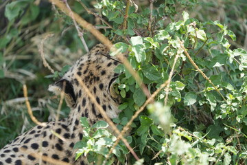 spots on a cheetah in the grass in the serengeti