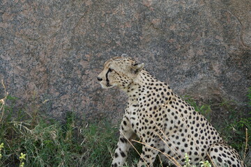 close up of a cheetah laying against a rock in the serengeti national park tanzania africa