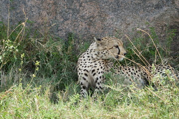 close up of a cheetah laying against a rock in the serengeti national park tanzania africa