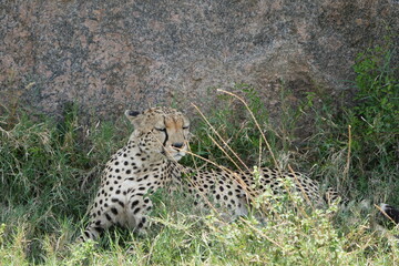 close up of a cheetah laying against a rock in the serengeti national park tanzania africa