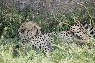 close up of a cheetah laying against a rock in the serengeti national park tanzania africa