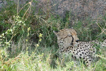 lazy cheetah laying against a rock in the serengeti national park, super chill, wallpaper background