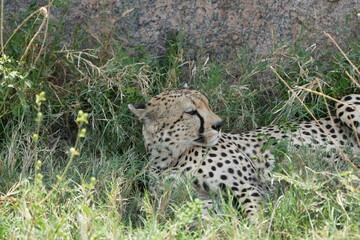 lazy cheetah laying against a rock in the serengeti national park, super chill, wallpaper background