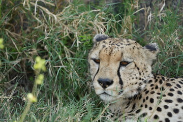headshot of a cheetah, cheetah portrait, female, cheetah laying in grass in the serengeti national park tanzania