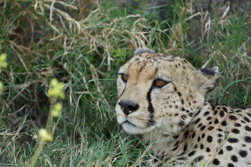 headshot of a cheetah, cheetah portrait, female, cheetah laying in grass in the serengeti national park tanzania