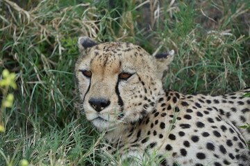 headshot of a cheetah, cheetah portrait, female, cheetah laying in grass in the serengeti national park tanzania