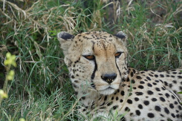 headshot and portrait of a cheetah in the grass