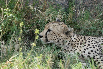 cheetah in the grass, serengeti national park, tanzania, portrait