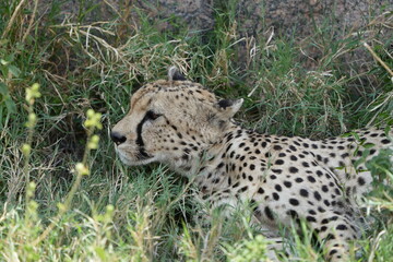cheetah in the grass, serengeti national park, tanzania, portrait